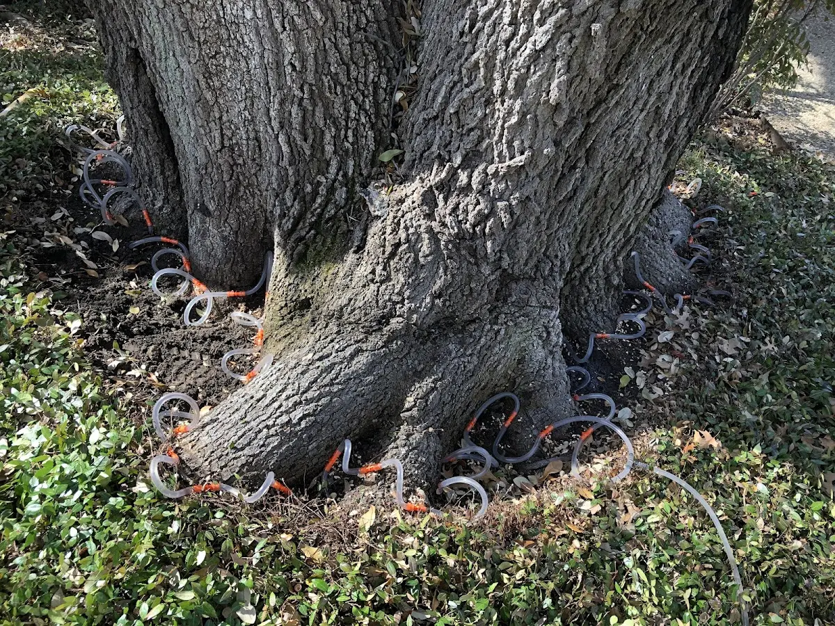 Detailed Tree Cabling and Bracing job site in Wonder Lake