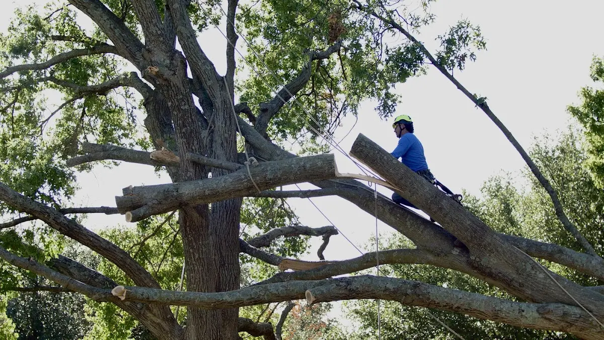 Professional Crown Thinning performed by certified arborists in Wonder Lake