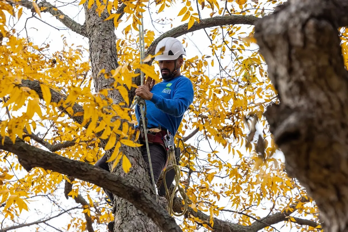 Skilled Tree Pruning crew working in Wonder Lake