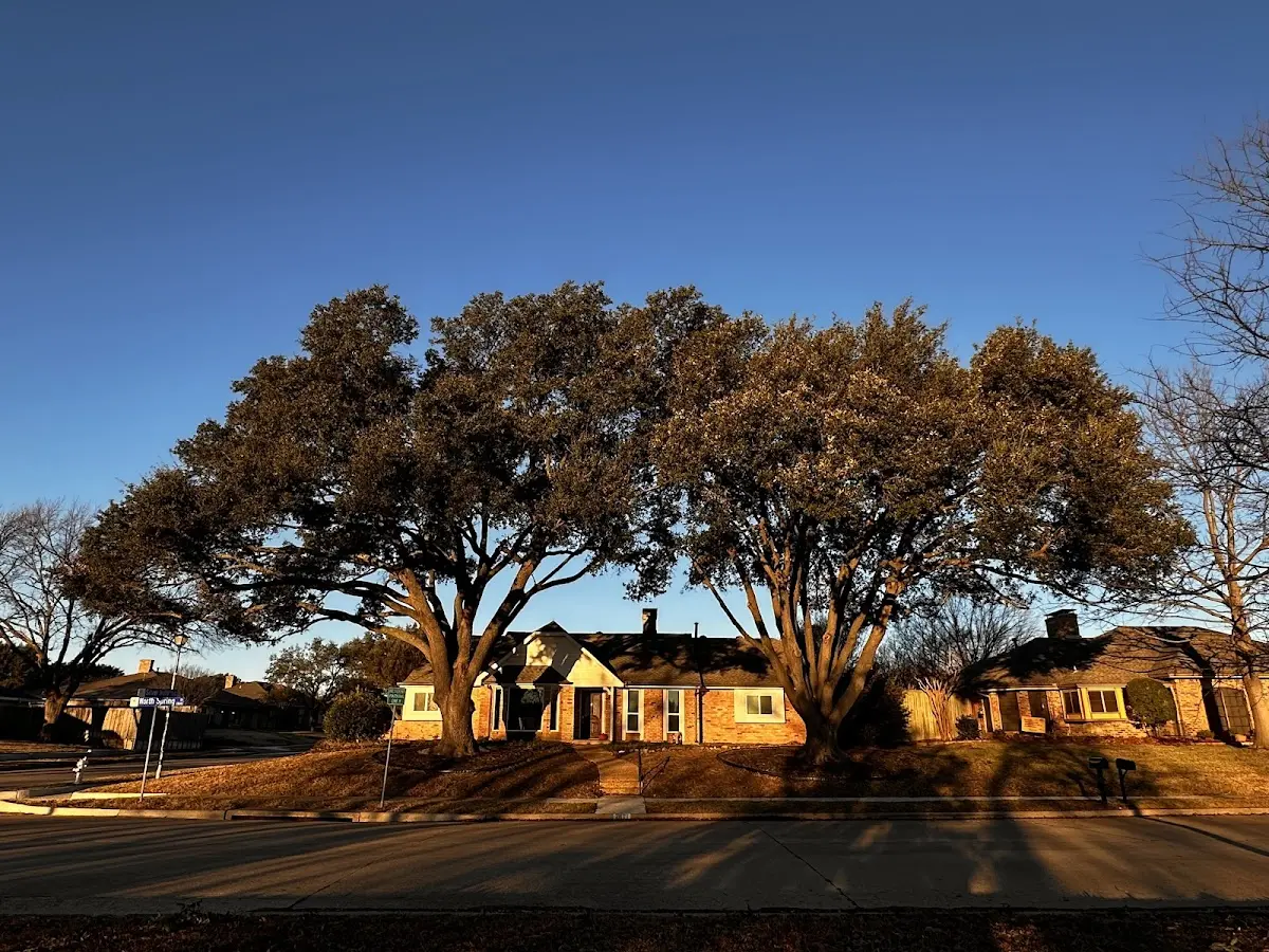 Established residential canopy tree shading a home in Wonder Lake